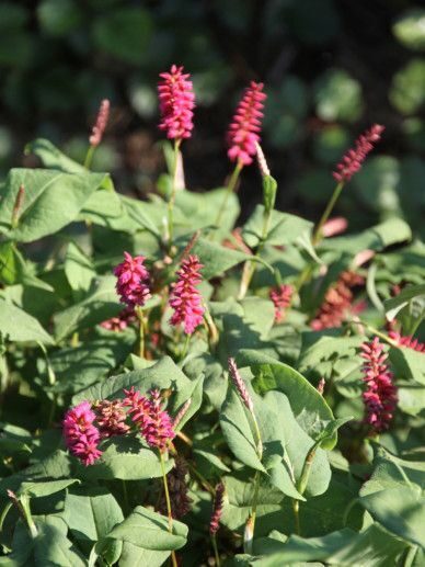 Persicaria amplexicaulis Inverleith